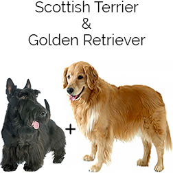 Golden Scottie Dog